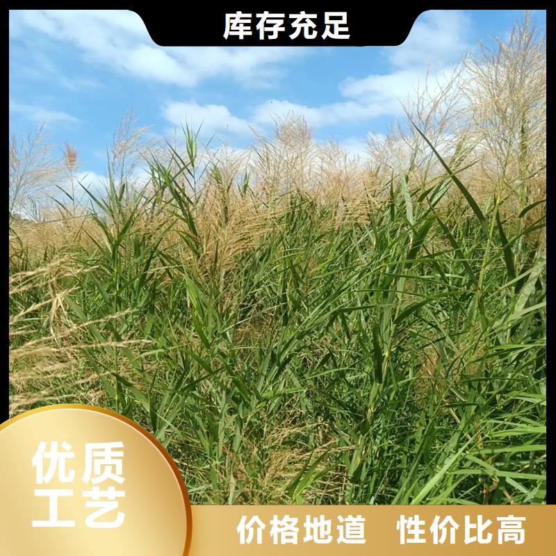 生態(tài)修復(fù)蘆葦苗-生態(tài)修復(fù)蘆葦苗廠家