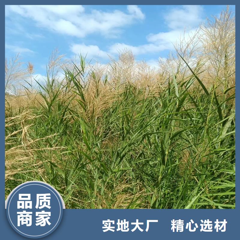 蘆葦苗-編織材料蘆葦苗用途廣泛