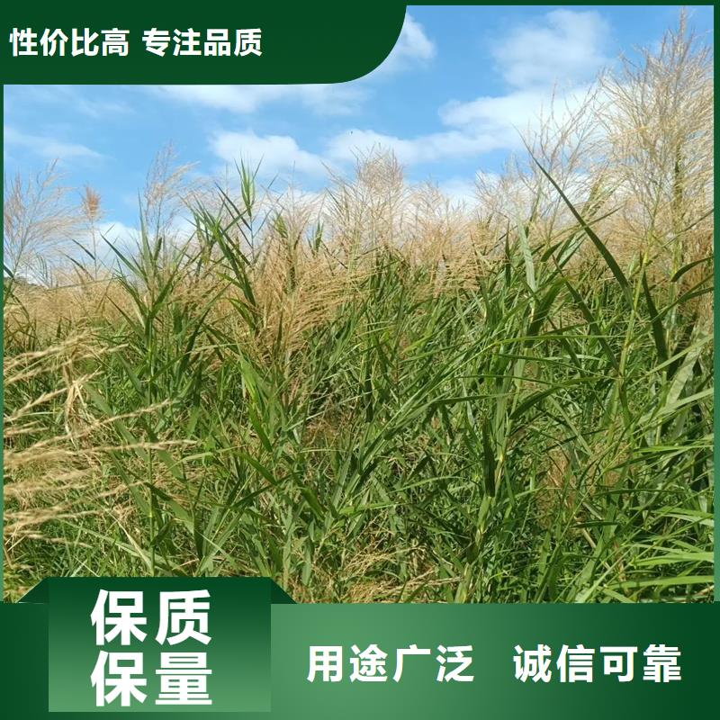 蘆葦苗蘆葦苗批發(fā)讓利客戶(hù)