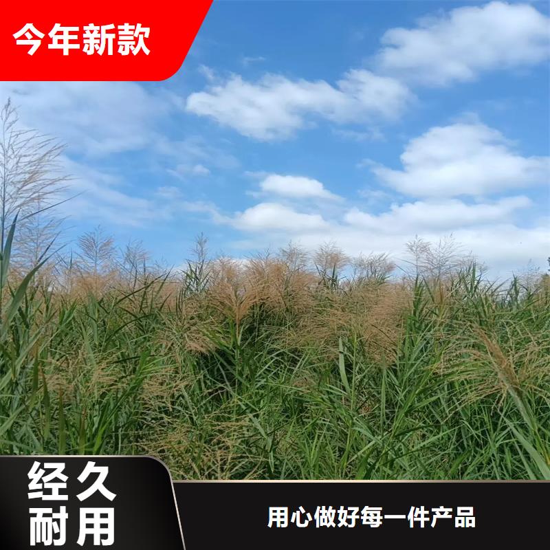 蘆葦苗河道治理蘆葦苗現(xiàn)貨銷售