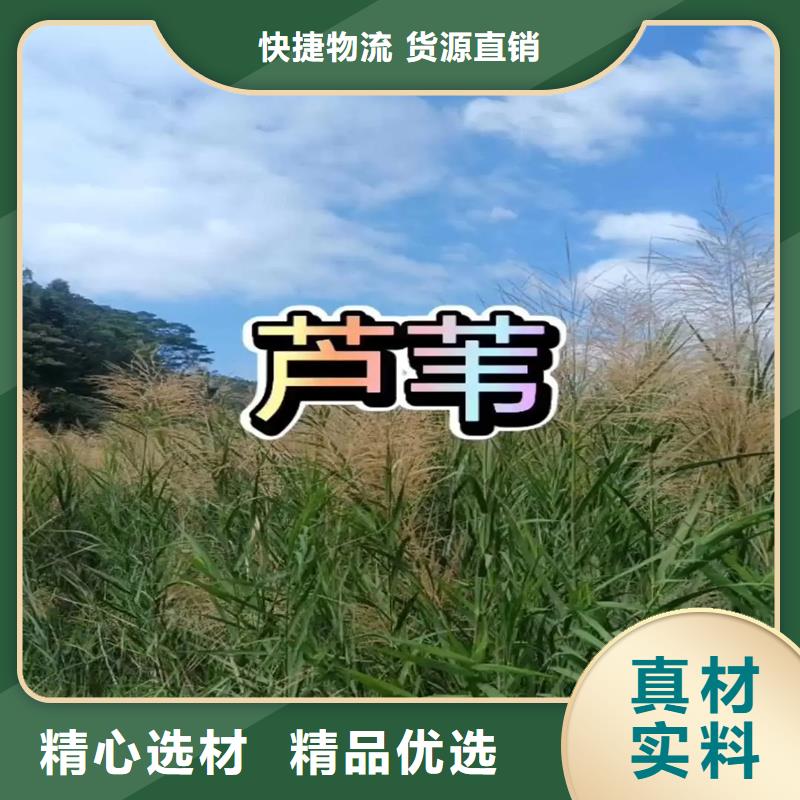 蘆葦苗,凈化水質(zhì)蘆葦苗海量現(xiàn)貨