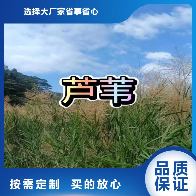 蘆葦苗編織材料蘆葦苗打造好品質(zhì)