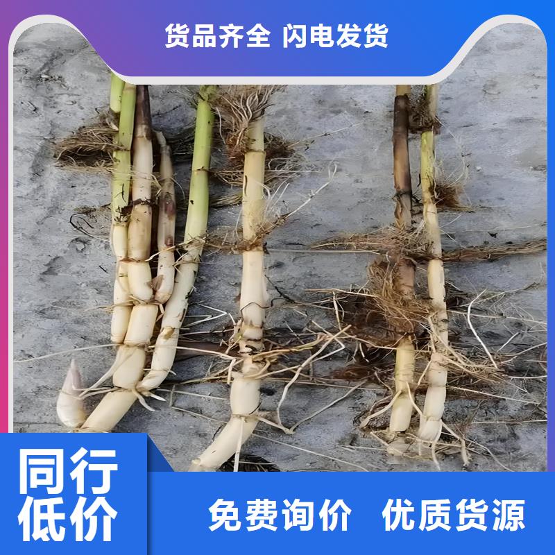 蘆葦苗飼料用蘆葦苗生產(chǎn)安裝