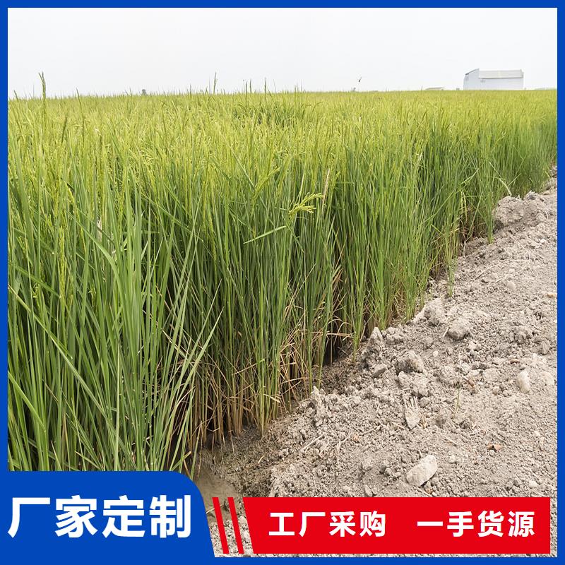 凈化水質(zhì)蘆葦苗圖片