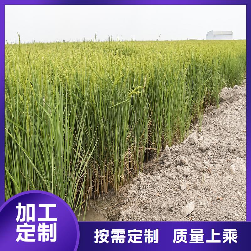 蘆葦苗-蘆葦根莖現(xiàn)貨充足量大優(yōu)惠