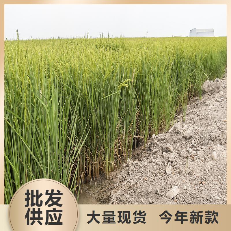 蘆葦苗種植有資質(zhì)