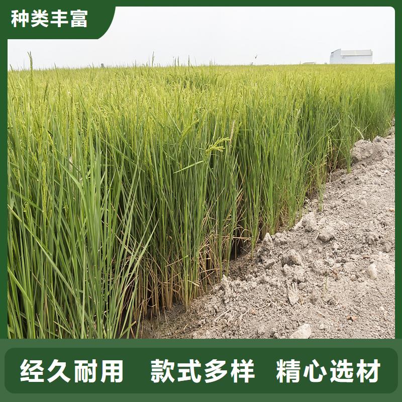 蘆葦苗-蘆葦根莖專注品質(zhì)