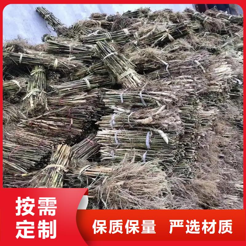 蘆葦苗蘆葦種苗好產(chǎn)品有口碑