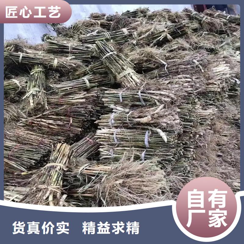 蘆葦苗蘆葦種子保質(zhì)保量