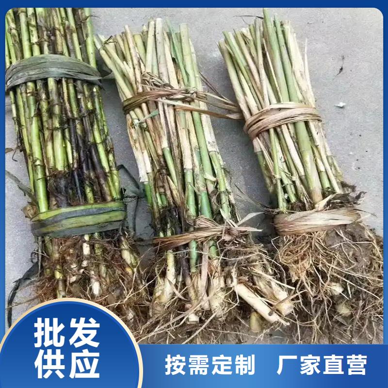 蘆葦苗,凈化水質(zhì)蘆葦苗海量現(xiàn)貨