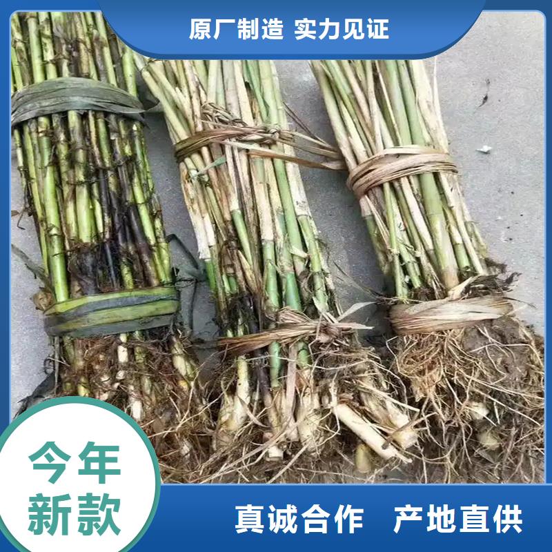 蘆葦苗蘆葦苗批發(fā)讓利客戶(hù)