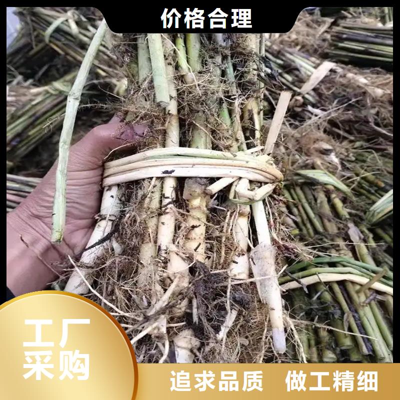 蘆葦苗蘆葦根莖無中間商廠家直銷