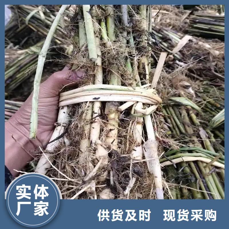蘆葦苗-編織材料蘆葦苗用途廣泛