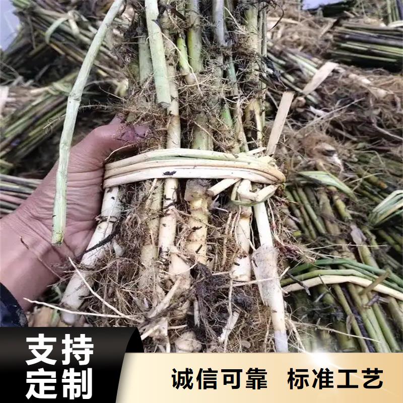 蘆葦苗環(huán)保材料蘆葦苗現(xiàn)貨銷售