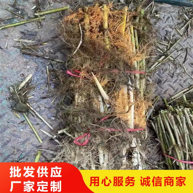 蘆葦種苗-可送貨上門