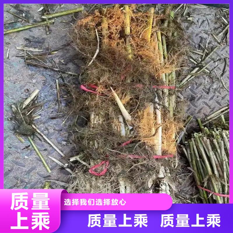 蘆葦苗蘆葦苗誠信商家