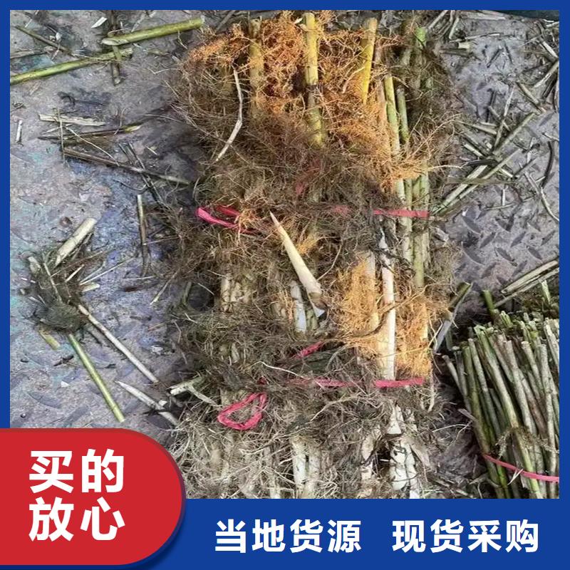 蘆葦苗蘆葦苗批發(fā)讓利客戶(hù)