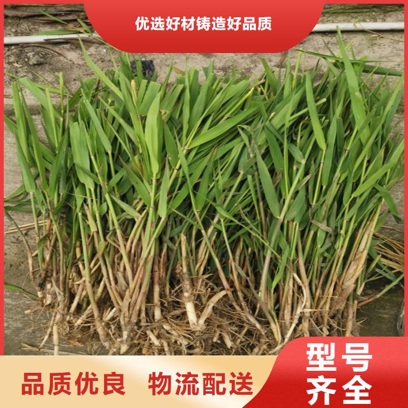 蘆葦苗河道治理蘆葦苗高質(zhì)量高信譽(yù)