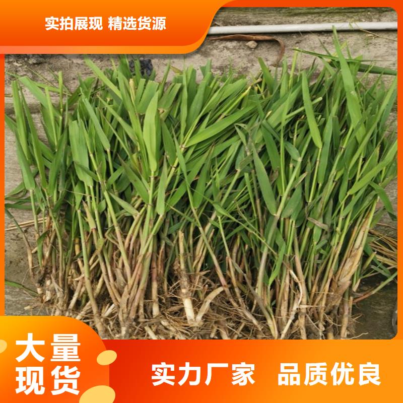 蘆葦苗蘆葦種苗專(zhuān)業(yè)生產(chǎn)廠家