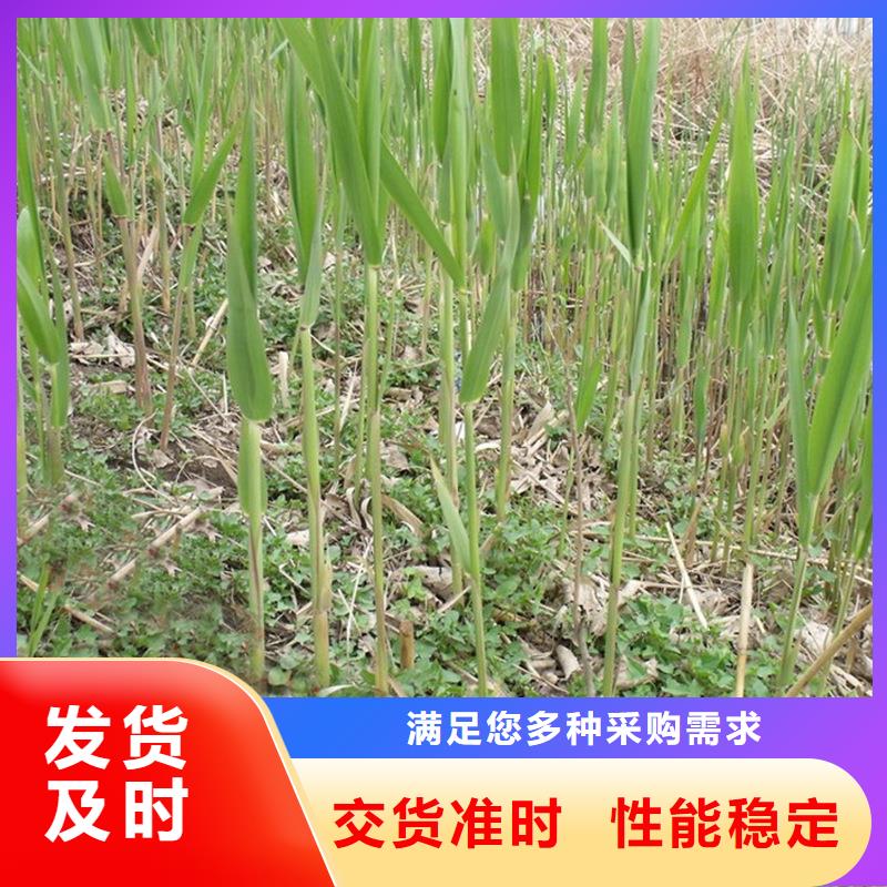 蘆葦種苗-可送貨上門