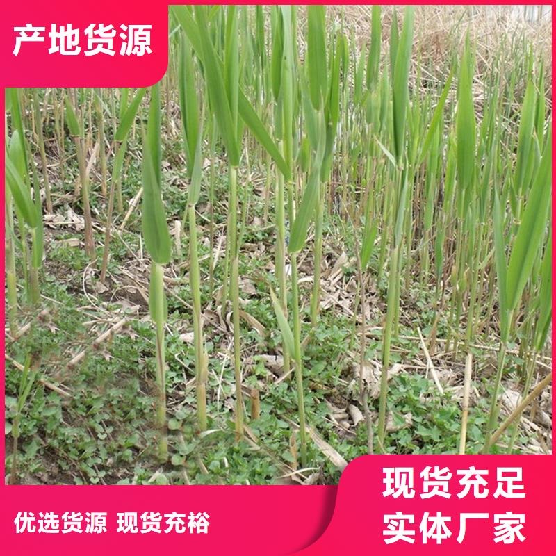 蘆葦苗-蘆葦根莖真材實料誠信經營
