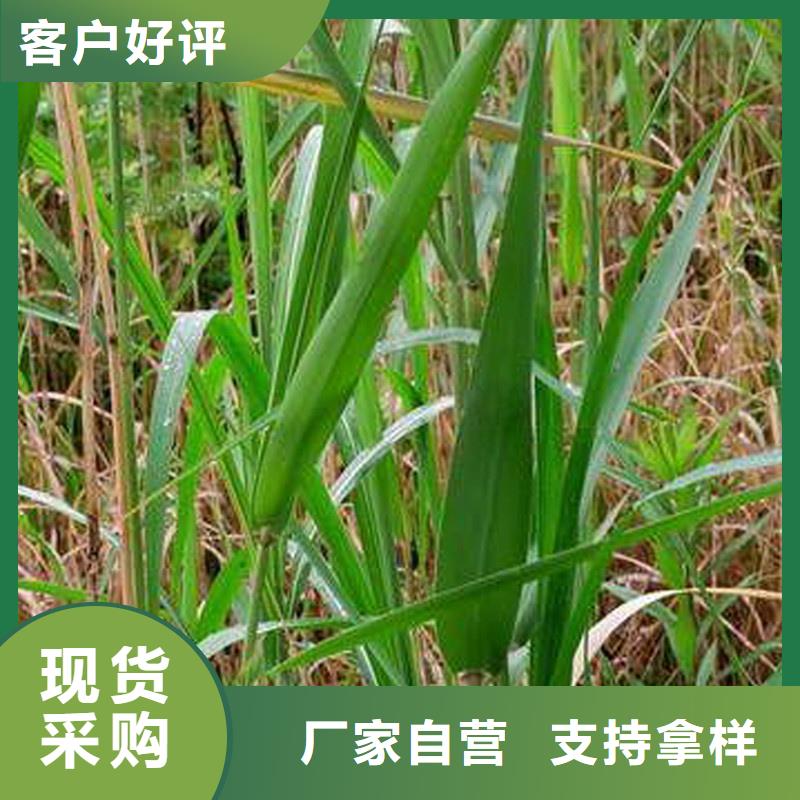 蘆葦苗蘆葦苗價(jià)格專心專注專業(yè)