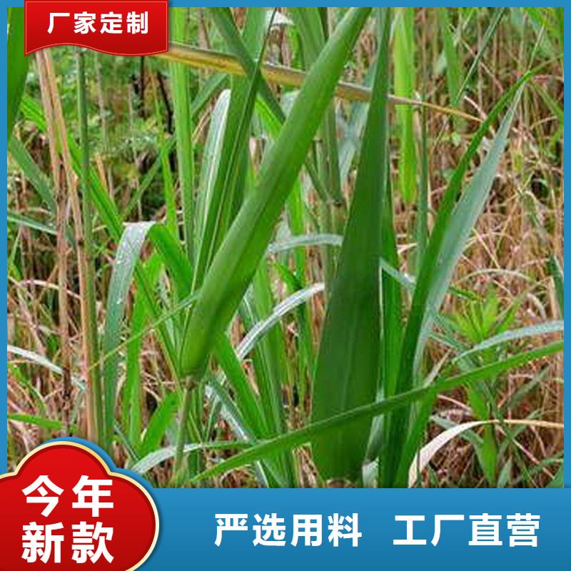 蘆葦苗,凈化水質(zhì)蘆葦苗海量現(xiàn)貨