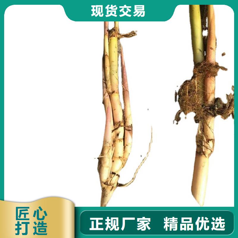 蘆葦苗蘆葦苗價(jià)格專心專注專業(yè)