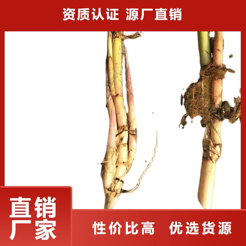 蘆葦種苗-可送貨上門