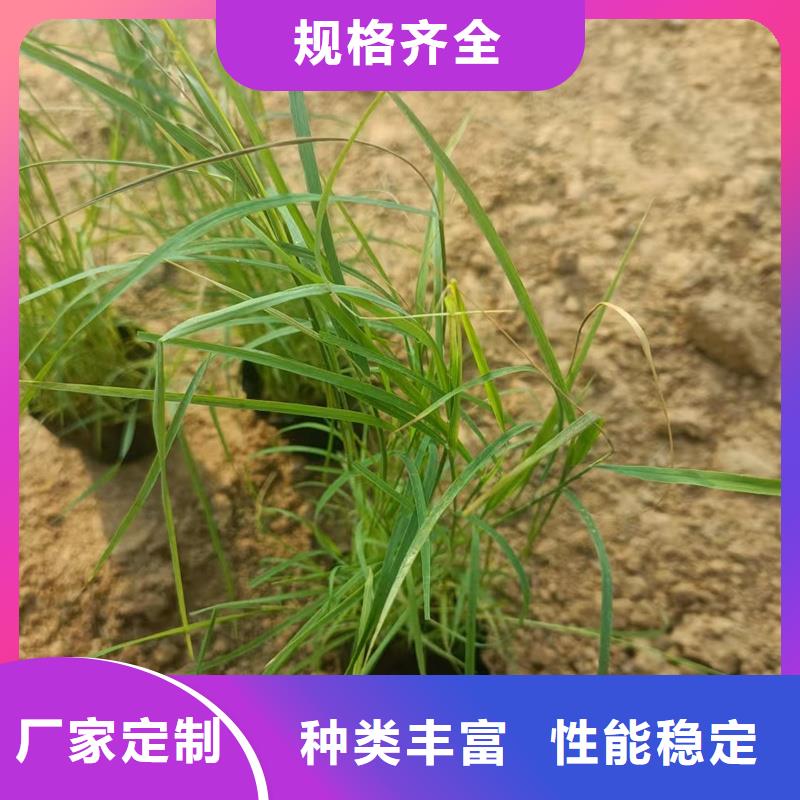 濕地綠化蘆葦苗多年生產(chǎn)經(jīng)驗(yàn)