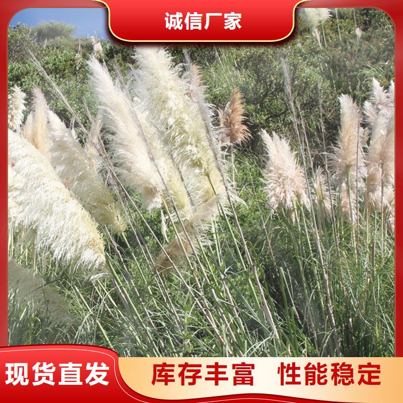 蘆葦種苗-可送貨上門