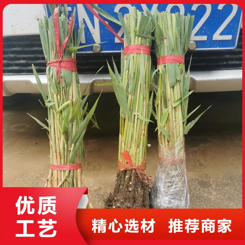 蘆葦苗-河道治理蘆葦苗種類(lèi)齊全