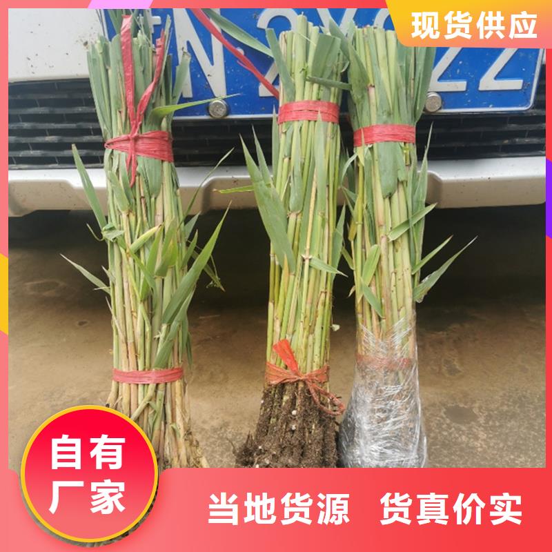 蘆葦苗飼料用蘆葦苗現(xiàn)貨銷(xiāo)售