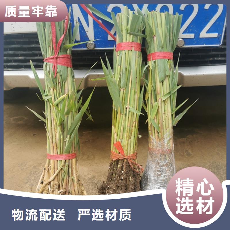 蘆葦苗,凈化水質(zhì)蘆葦苗海量現(xiàn)貨