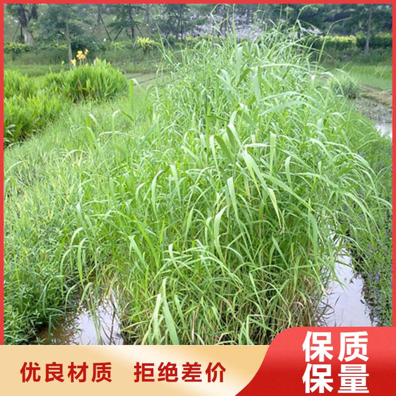 蘆葦苗蘆葦根莖精品選購