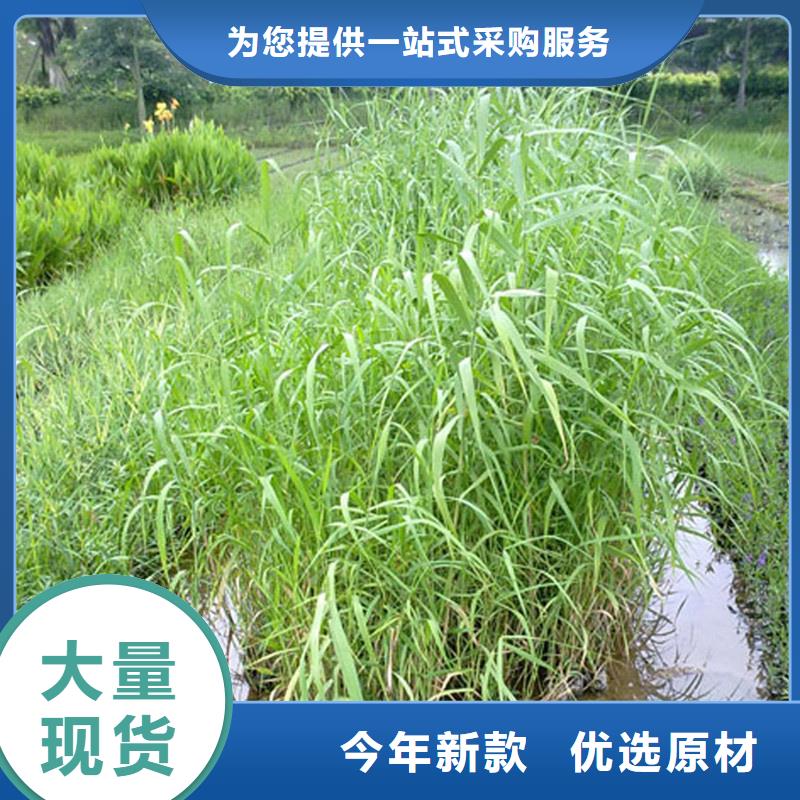 蘆葦苗_蘆葦種子質量不佳盡管來找我