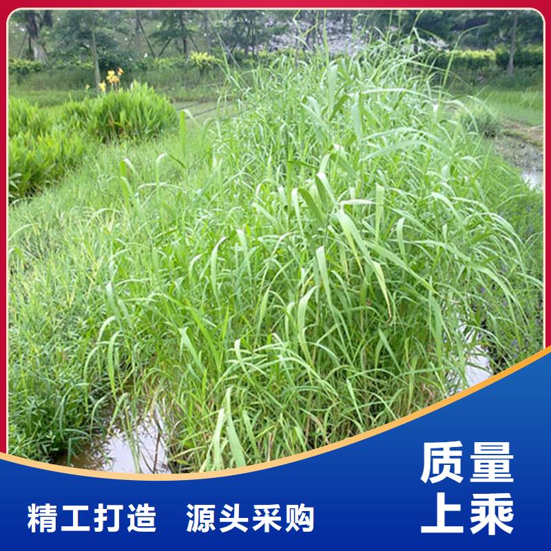 蘆葦苗-景觀工程蘆葦苗買的放心