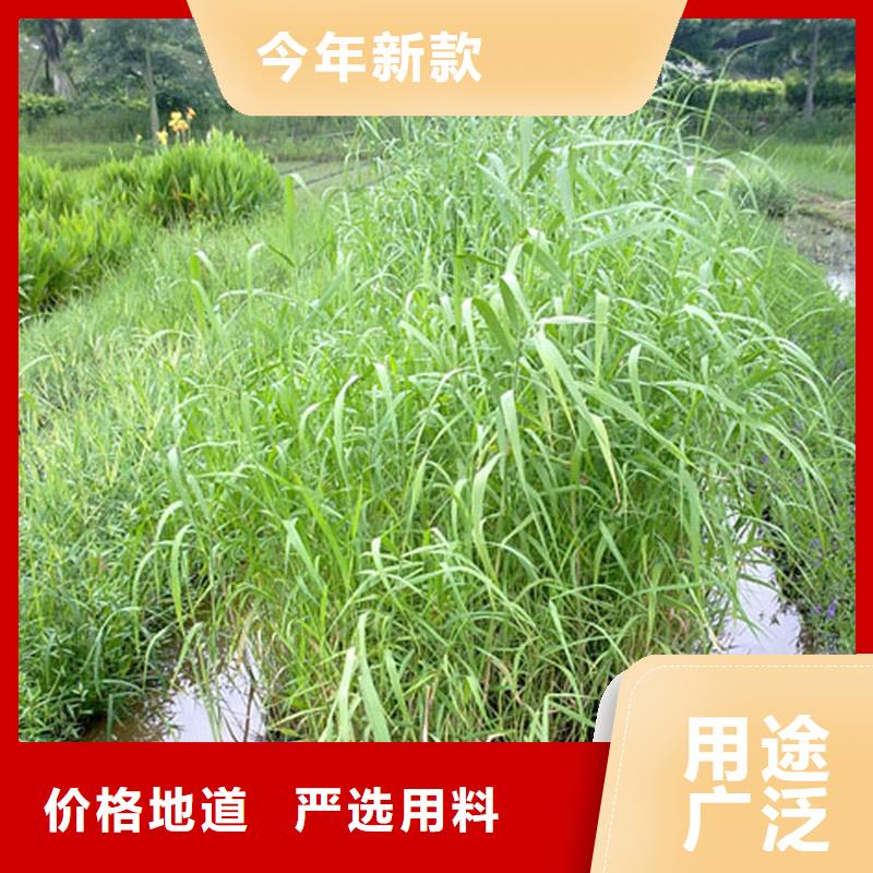 蘆葦苗蘆葦苗誠信商家