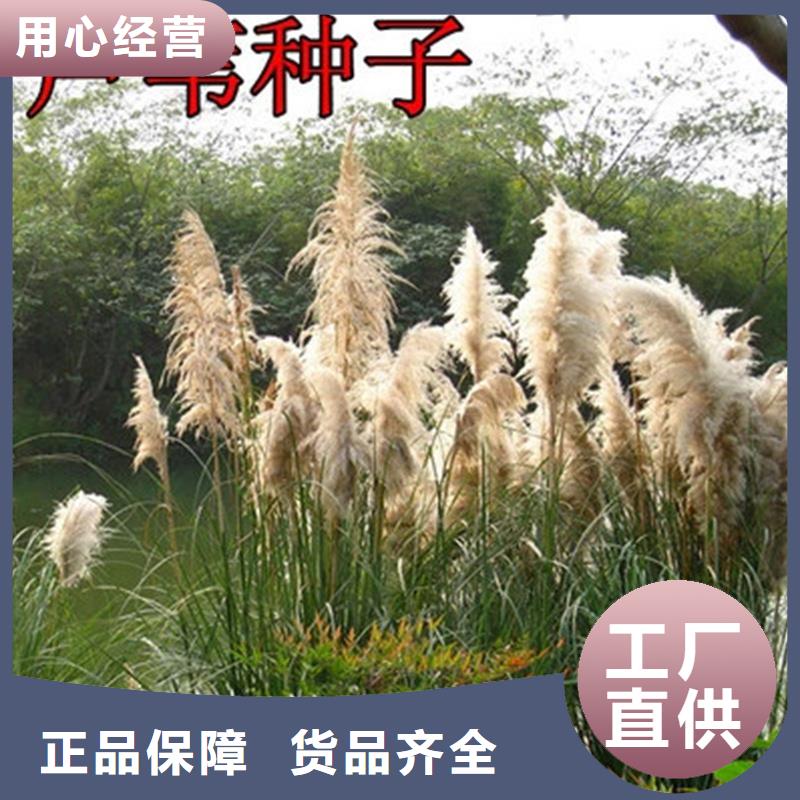 蘆葦苗-河道治理蘆葦苗種類(lèi)齊全