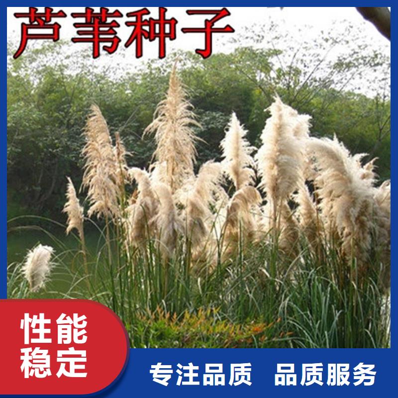 蘆葦苗,凈化水質(zhì)蘆葦苗海量現(xiàn)貨