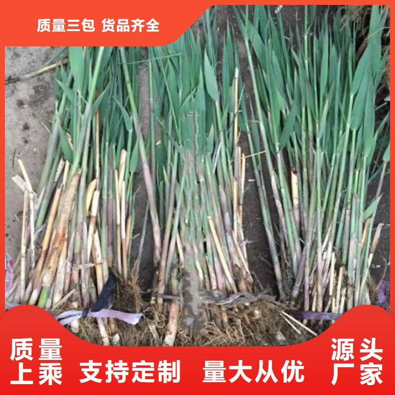 蘆葦苗蘆葦根莖無中間商廠家直銷