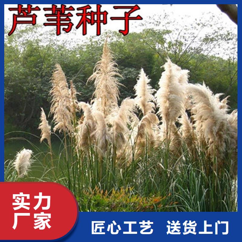 生態(tài)修復(fù)蘆葦苗-生態(tài)修復(fù)蘆葦苗廠家