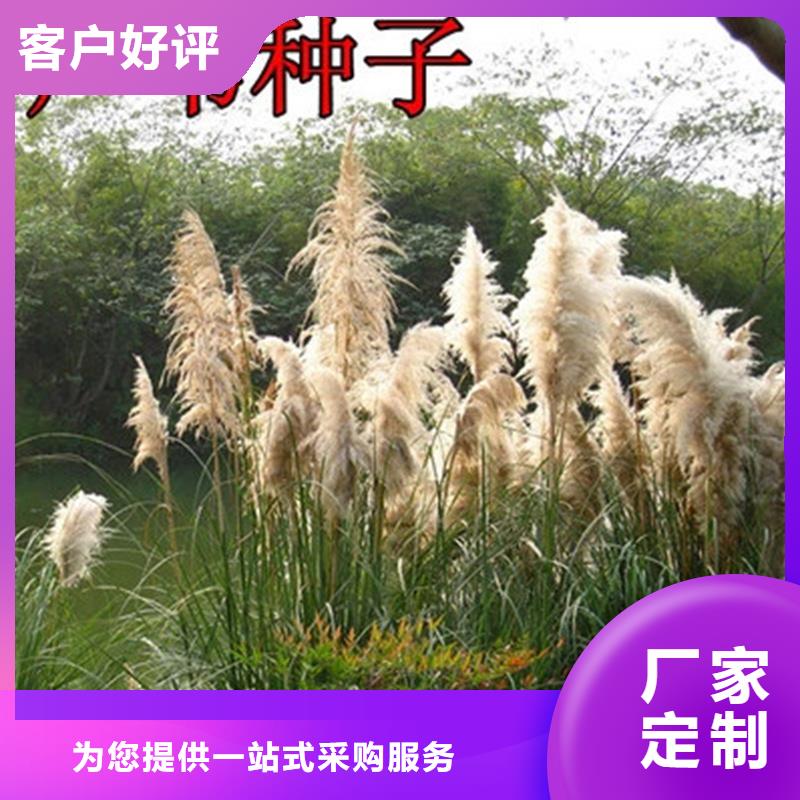 蘆葦苗蘆葦幼苗現(xiàn)貨齊全售后無憂