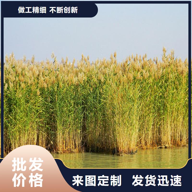 濕地綠化蘆葦苗多年生產(chǎn)經(jīng)驗(yàn)