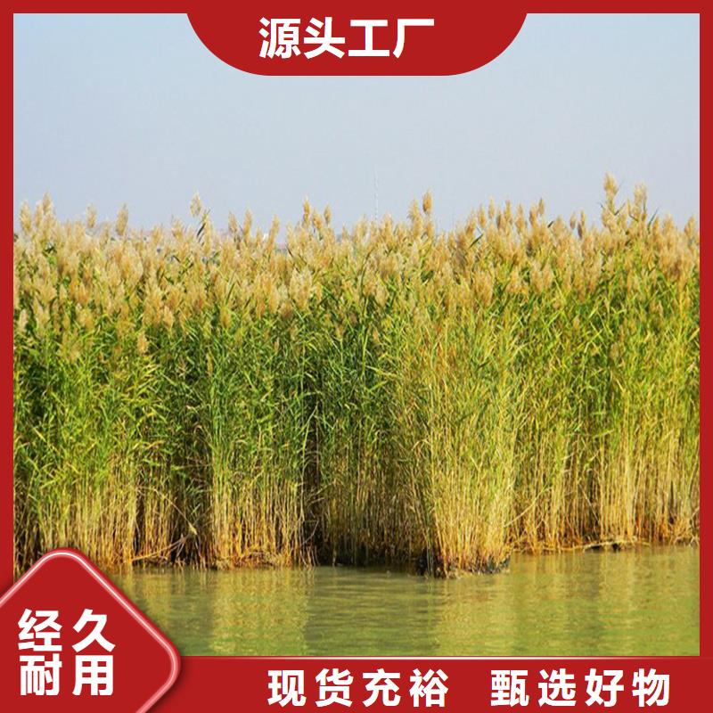 蘆葦苗蘆葦苗批發(fā)讓利客戶(hù)