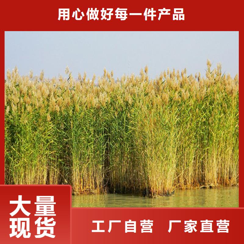 蘆葦苗蘆葦根莖無中間商廠家直銷