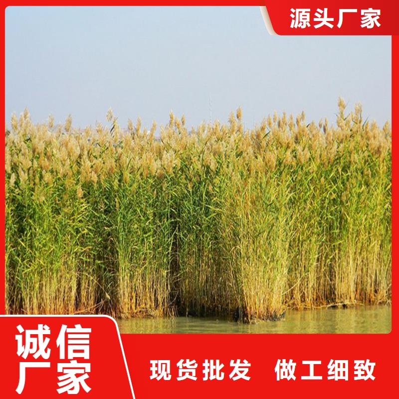 蘆葦苗_蘆葦苗種植資質(zhì)認(rèn)證