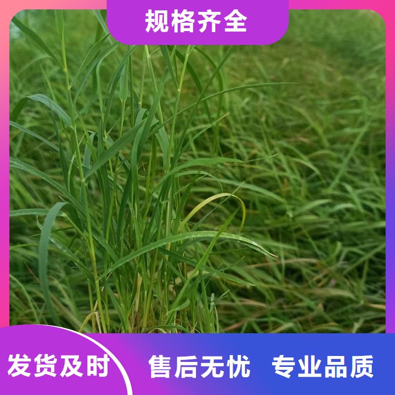 蘆葦苗_蘆葦苗種植資質(zhì)認(rèn)證