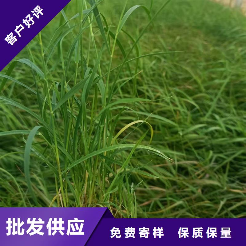 蘆葦苗種植有資質(zhì)