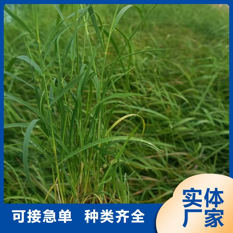 蘆葦苗蘆葦苗批發(fā)讓利客戶(hù)